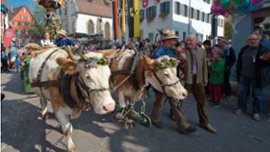 Festlich geschmückte Kühe und schwäbische Trachten: Der Volksfestumzug hat sich in Bewegung gesetzt. Foto: Lichtgut - Oliver Willikonsky