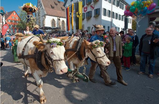 Festlich geschmückte Kühe und schwäbische Trachten: Der Volksfestumzug hat sich in Bewegung gesetzt. Foto: Lichtgut - Oliver Willikonsky