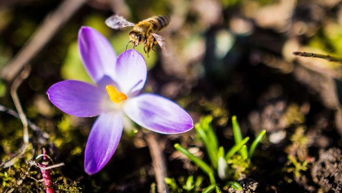 Wildbienen suchen dringend ein Zuhause