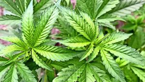 Cannabis – gleich kiloweise soll der Angeklagte mit dem Rauschgift gehandelt haben. Foto: dpa-Zentralbild