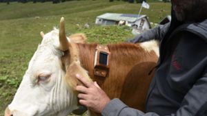 Ein bayerischer Almbauer zeigt eine Kuhglocke mit GPS-Sender am Hals seiner Kuh. Ein GPS-Sender anstatt Kuhglocken sollen Hirten zu ihren Rindviechern führen. Foto: dpa