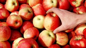 Gleich essen oder kühl lagern: Wohin mit den frischen Gala oder dem knackigen Braeburn aus Lana? Experten empfehlen, nach dem Einkauf die Äpfel in einem kühlen Keller oder im Kühlschrank zu lagern. Die Lagerzeit kann verlängert werden, wenn die Äpfel in luftdichten Plastikbeuteln abgepackt sind. Sobald sie offen in der Obstschale liegen, sollten sie innerhalb von zehn Tagen verzehrt sein. Übrigens: Äpfel eignen sich auch für die Schönheitspflege. Apfelcreme und Apfelmilch werden zunehmend in der Kosmetik eingesetzt. Foto: AP