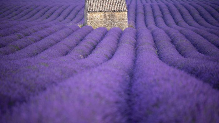 Lavendel schneiden – wann und wie viel?