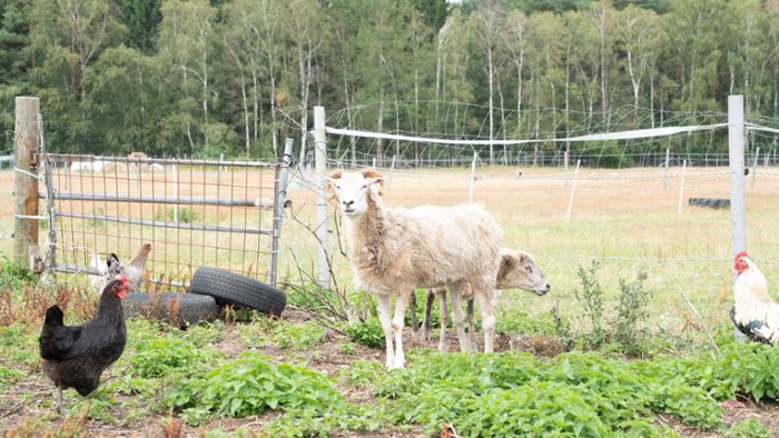 Hühner geköpft, Schafe gefesselt –  und in der Enz versenkt