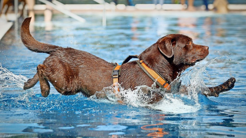 Hundeschwimmen in Freibädern: Tierischer Spaß oder Gesundheitsgefahr?