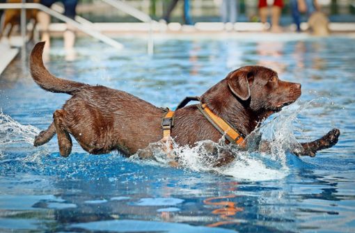 Viele Hunde planschen gern im Freibadwasser. Foto: factum/Granville