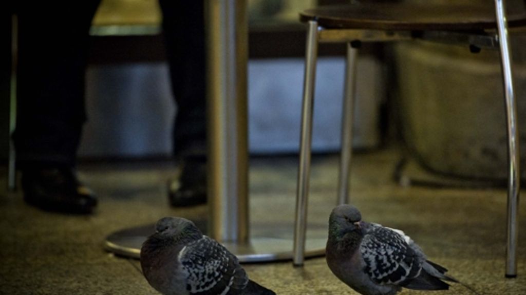 Taubenplage in Stuttgart: Tierschützer fordern neue Taubenschläge