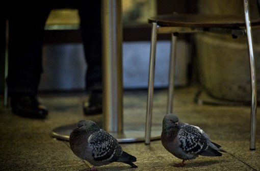 Im Stuttgarter Hauptbahnhof rücken rund 300 Tauben Fahrgästen und Imbissen immer dichter auf die Pelle Foto: Lichtgut/Max Kovalenko