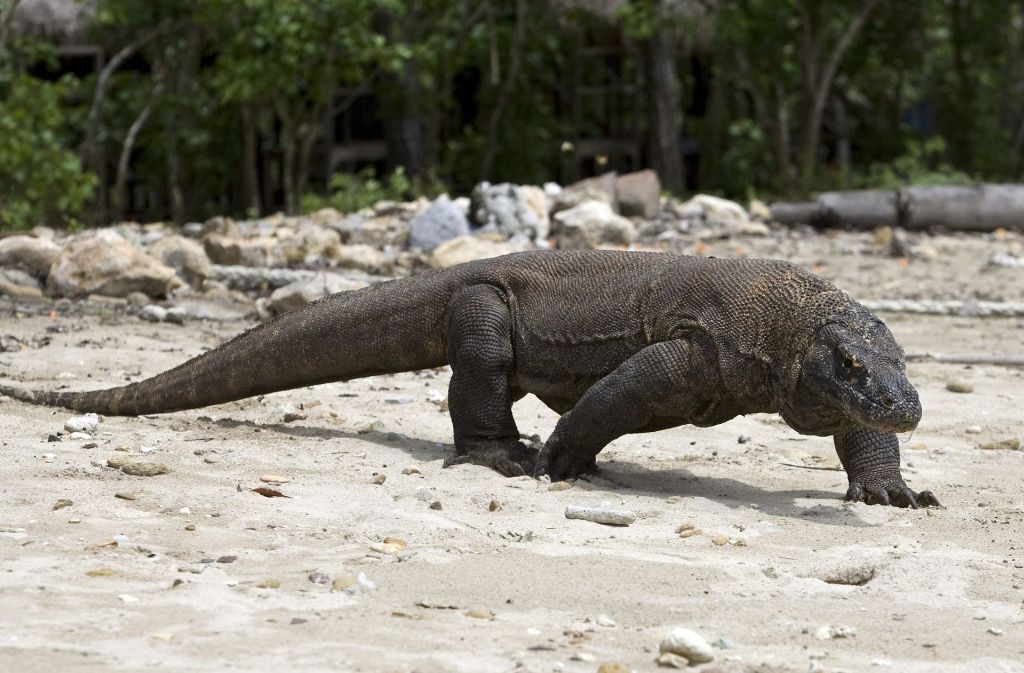 Die Warane auf der Insel Komodo – auch Komododrachen genannt – können bis zu 70 Kilogramm schwer und drei Meter lang werden. (Symbolfoto) Foto: dpa