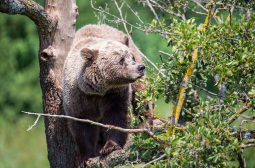 So süß sie auch aussehen – Braunbären sind Raubtiere, denen man lieber nicht auf der Nase herum tanzt. Foto: dpa/Lino Mirgeler