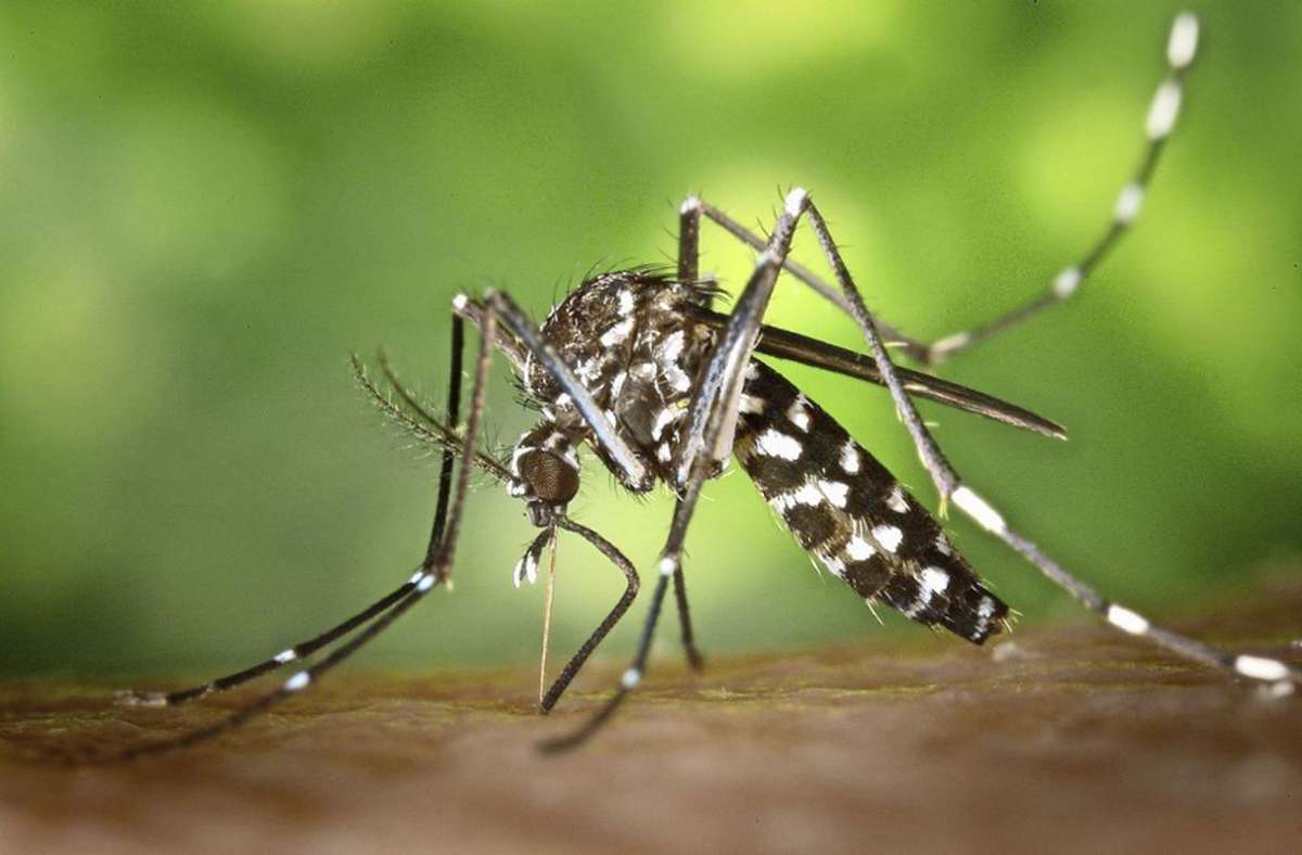 In Deutschland  werden immer Mücken heimisch, die gefährliche Krankheiten übertragen können. Hier im Bild: Die Asiatische Tigermücke, zu erkennen an ihren Streifen. Sie ist bekannt als potenzielle Überträgerin des Zika-Virus oder von Dengue-Fieber.