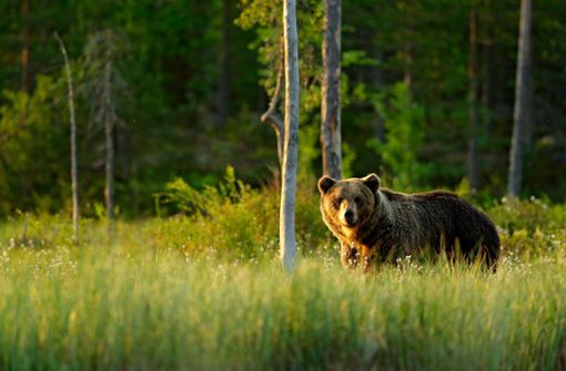 Ein Bär hat eine Frau in Slowenien angegriffen. Foto: Shutterstock