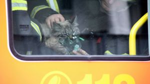 Dieser Katze hat die Hamburger Feuerwehr das Leben gerettet. Foto: dpa