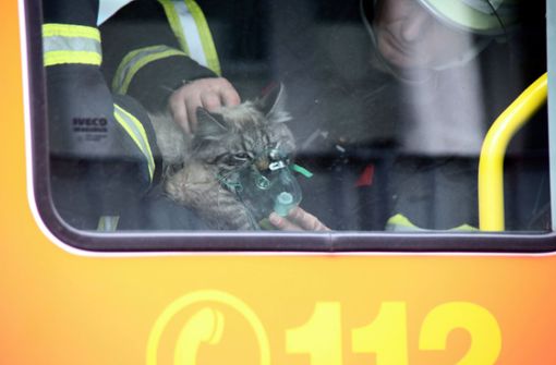 Dieser Katze hat die Hamburger Feuerwehr das Leben gerettet. Foto: dpa
