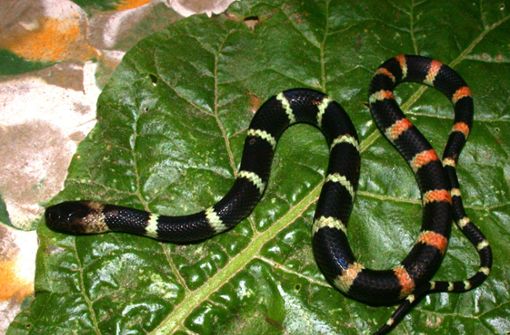 Die Schlangenart „Oxyrhopus emberti“ – hier ein Jungtier – wurde in einem bolivianischen Museum entdeckt. Foto: Steffen Reichel