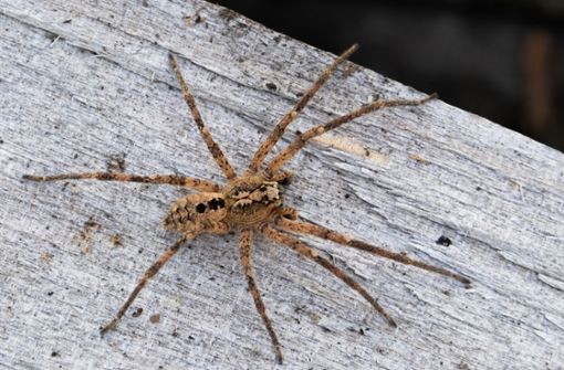 Ein neuer Gast in deutschen Wohnungen:  Das Foto zeigt eine – nicht sehr giftige – Nosferatu-Spinne auf einem Holzblock. Die Spinnenart wird in Baden-Württemberg immer häufiger gesichtet. Foto: Nabu/dpa/Robert Pfeifle