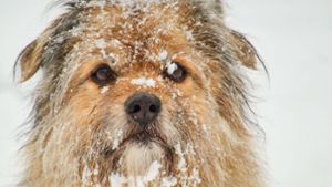 Hunde haben beim Winterspaziergang oft viel Spaß – doch einige Dinge sollten die Besitzer beachten. Foto: imago images/Action Pictures
