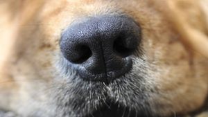 Verängstigt und dehydriert – Hundetransport von Polizei gestoppt
