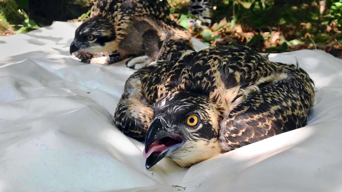 Fischadler in Baden-Württemberg: Erste Jungvögel seit 115 Jahren sind flügge