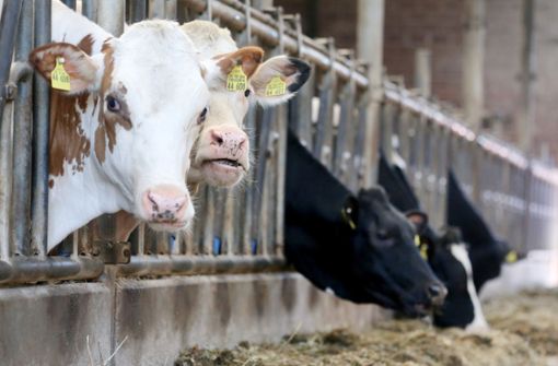 In einem Milchbauernbetrieb im Allgäu soll massiv gegen das Tierwohl verstoßen worden sein (Symbolbild). Foto: dpa