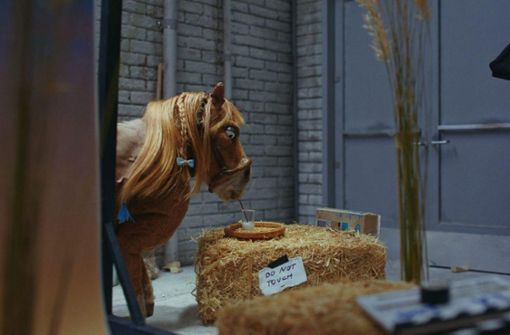 Das Pferd als Darsteller am Filmset versteht nicht, was Hafermilch sein soll: Szene aus dem Werbeclip „Made for Hoomans“ von Marleen Valien Foto: First Steps
