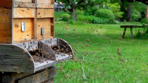 Klimawandel bremst Bienen aus