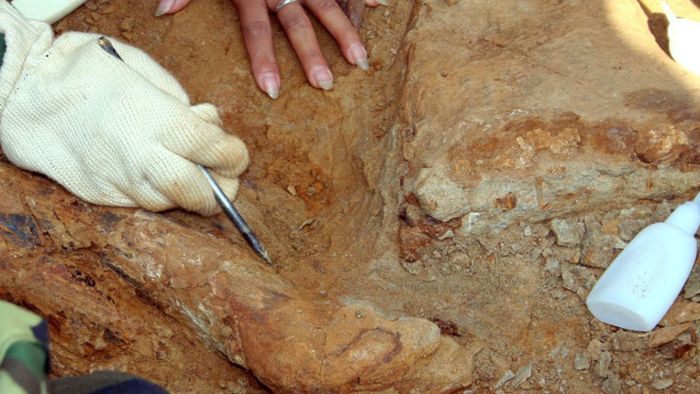 Unbekannter Dinosaurier von der Schwäbischen Alb entdeckt