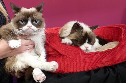 Von Grumpy Cat gibt es jetzt auch eine Figur bei Madame Tussauds. Foto: dpa
