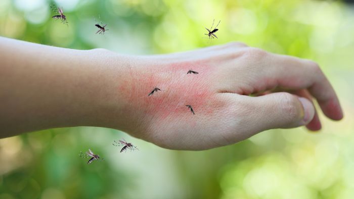 Warum stechen Mücken nicht jeden?