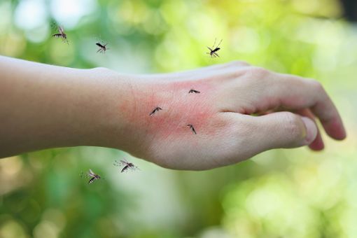 Warum fliegen die Mücken so sehr auf manche Menschen? Foto: Kwangmoozaa / shutterstock.com