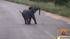 Kleiner Elefant jagt Vögeln hinterher