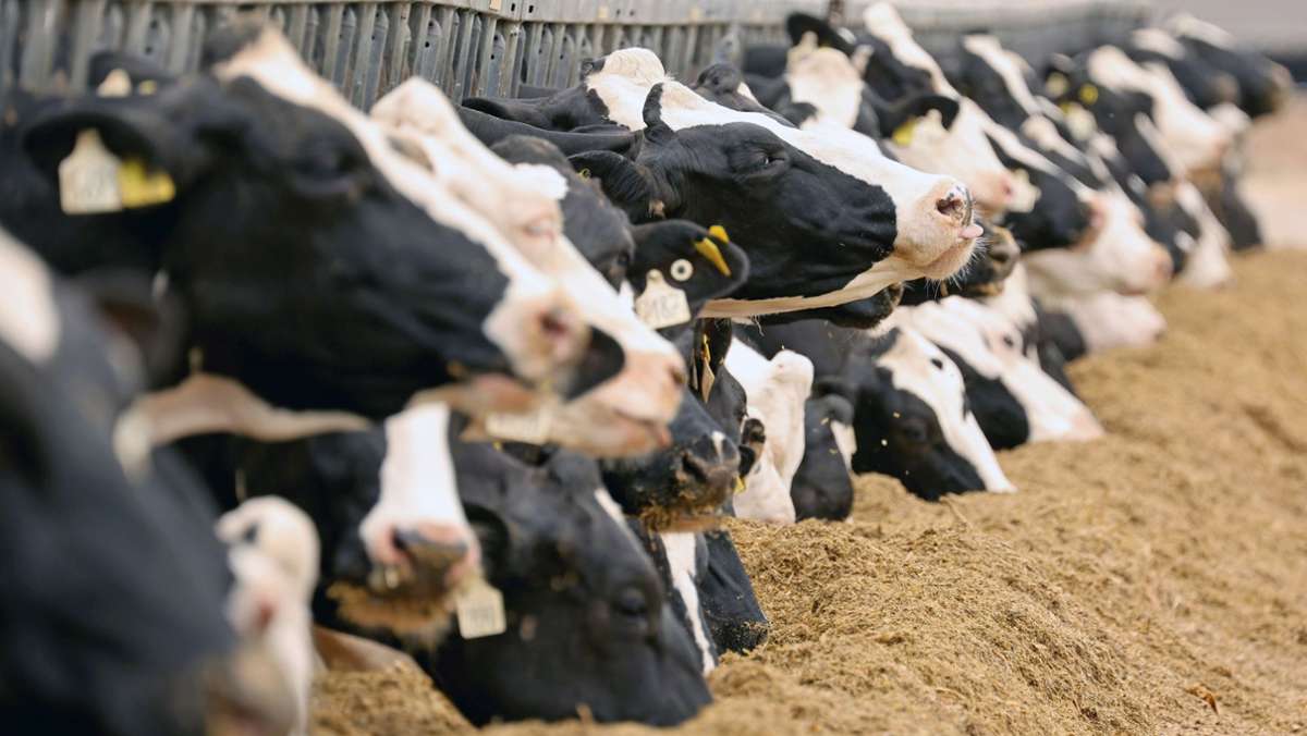 Molkereiprodukte in Deutschland: Preise für Milch, Sahne und Joghurt geraten ins Rutschen