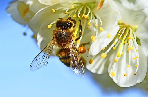 Derzeit werden die Blüten der Obstbäume nur selten von Bienen besucht. Foto: dpa