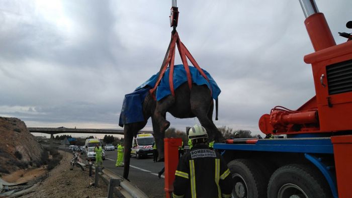 Transporter kippt um – Elefanten blockieren Straße