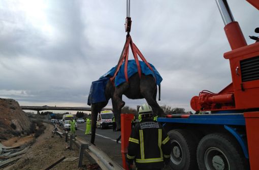 Dieser Elefant blockierte eine Straße in der Nähe des spanischen Ortes Albacete. Foto: SEPEI Albacete
