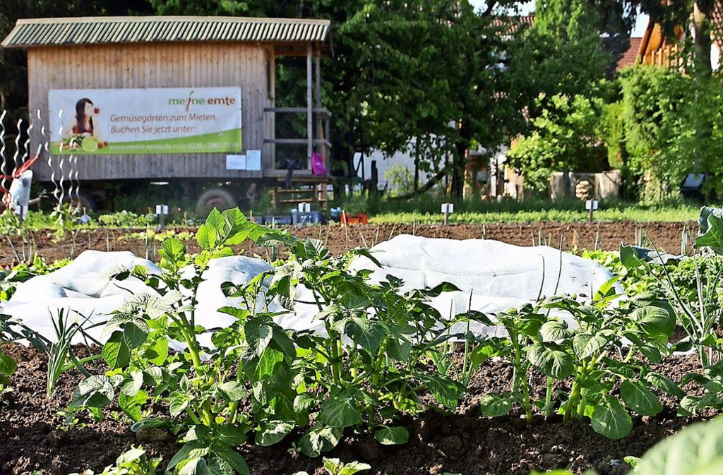 Das Ende im Schreiber-Garten: Sechs Monate lang Ackerlust und