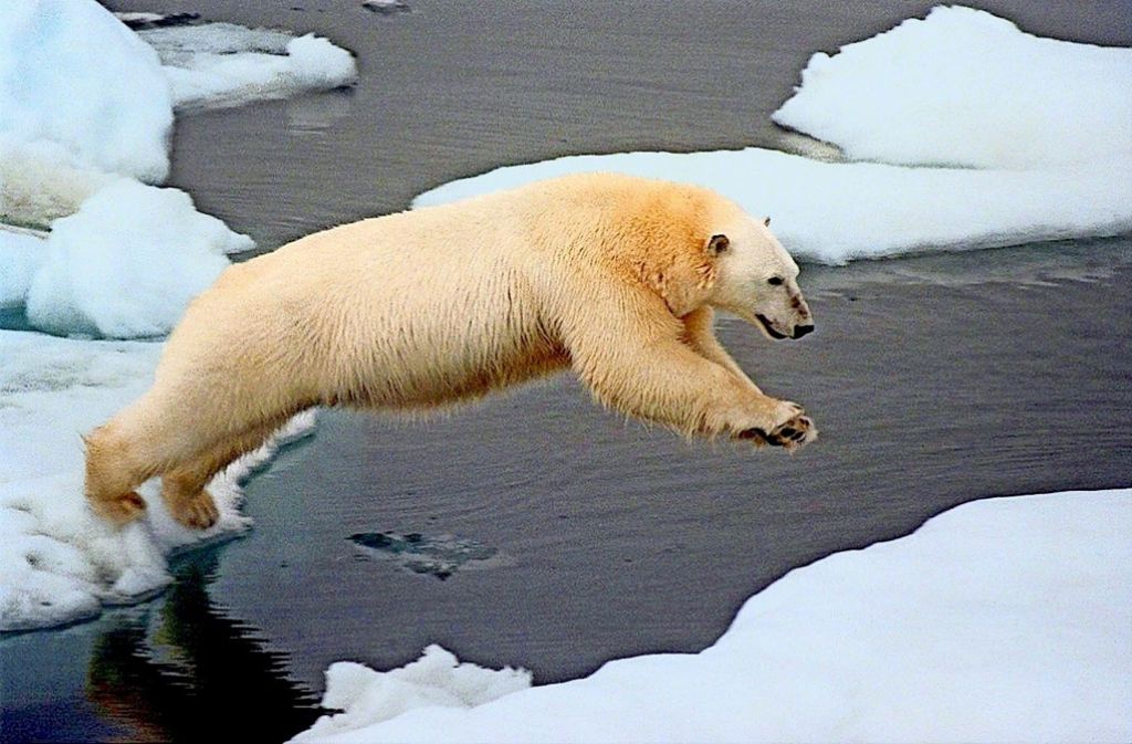 Der Eisbär ist der klassische Verlierer der Klimaerwärmung: Weil das Eis im Frühjahr eher schmilzt, die Eisfläche im Sommer kleiner wird und das Meer im Herbst später zufriert, wird es für die großen Raubtiere immer schwerer, ihre bevorzugte Beutetiere, die Robben, vom Eis aus zu jagen. Weitere Verlierer und Gewinner gibt es in unserer Fotostrecke.