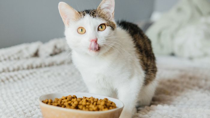 Katze an Trockenfutter gewöhnen – So geht‘s