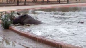 Nilpferd schiebt strampelndes Nashorn aus Wasserbecken