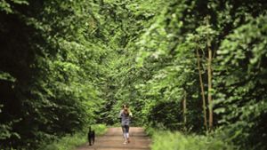 Wie soll der Stuttgarter Wald bewirtschaftet werden? Foto: Lichtgut/Max Kovalenko