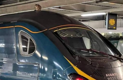 Eine Katze liegt auf dem Dach eines Hochgeschwindigkeitszugs des Verkehrsunternehmens Avanti West Coast am Bahnhof London Euston. Foto: dpa/Network Rail