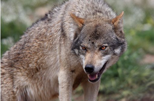 Wölfe haben im vergangenen Jahr mehr Nutztiere gerissen als noch 2017. (Symbolbild) Foto: Shutterstock/tony mills