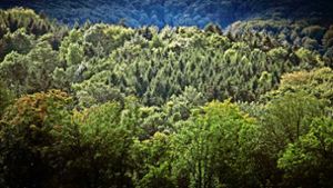 Die SDW will die Menschen für den Wald sensibilisieren und begeistern. Foto: Stoppel/Archiv