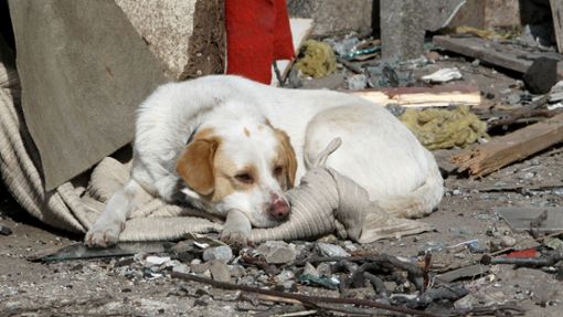 Ein Hund kauert nach einem russischen Raketenangriff vor einem verwüsteten Haus. Bei den neuen Angriffen Russlands auf die Stadt Dnipro wurden mehrere Menschen verletzt und Wohnhäuser sowie Fahrzeuge zerstört. Foto: --/Ukrinform/dpa