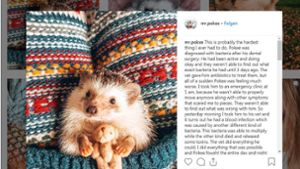 Mr. Pokee, der angeblich niedlichste Igel der Netzwelt ist tot. Er starb im Alter von drei Jahren Foto: Screenshot Instagram/mr.pokee