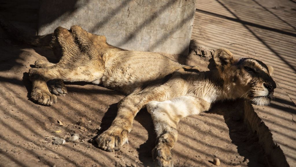 Zoo von Khartum: Bilder hungernder Löwen  erregen weltweit Mitleid