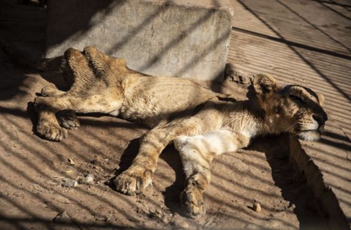 Die leidenden Löwen machen betroffen. Foto: dpa/Uncredited