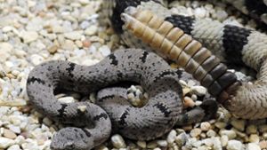 Mann in Texas findet 45 Klapperschlangen unter seinem Haus