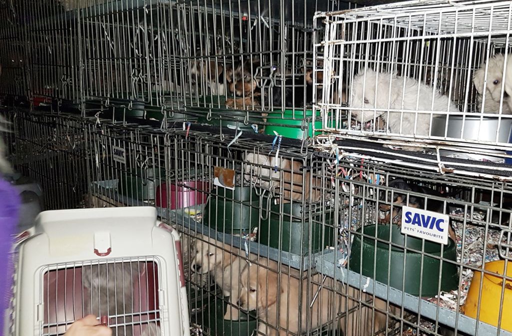 In engen Käfigen sind die Tiere transportiert worden.