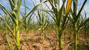 Dieses Maisfeld ist durch die Dürre stark beschädigt. Foto: dpa
